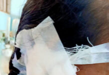 নবীনগরে ডাকাতি: গৃহবধূর কান থেকে দুল ছিনতাই, ১২ সেলাই