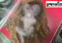 ব্রাহ্মণবাড়িয়ায় জোড়া মাথাওয়ালা শিশুর জন্ম, জন্মের দুই ঘণ্টা পর মৃত্যু