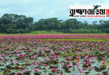 লাল শাপলার রাজ্যে হারিয়ে যেতে ঘুরে আসুন ব্রাহ্মণবাড়িয়ার বিজয়নগরে