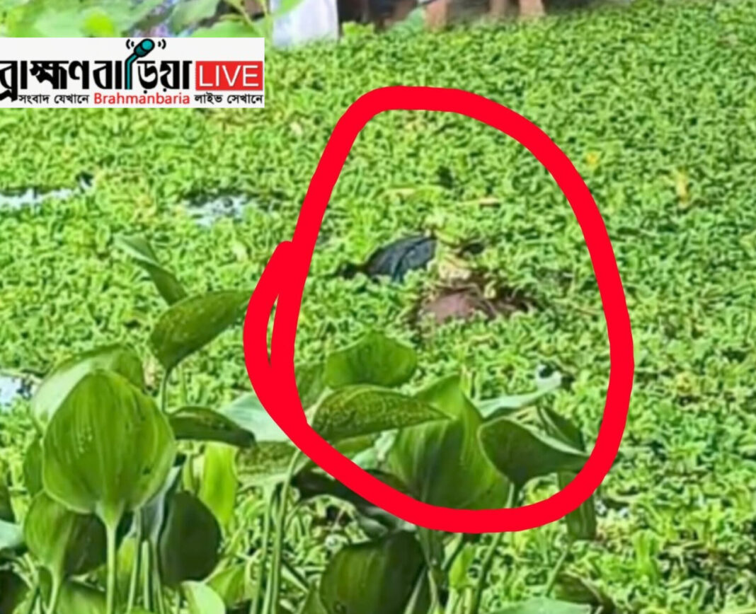 নবীনগরে ডোবা থেকে কলেজ ছাত্রীর লাশ উদ্ধার