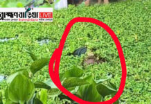 নবীনগরে ডোবা থেকে কলেজ ছাত্রীর লাশ উদ্ধার