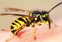 নবীনগরে বোলতার কামড়ে ৪ বছরের তামিমের মৃত্যু